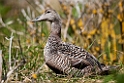 Ederfugl.20120505_0386