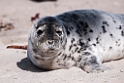 Sæl.20120505_0171
