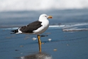 Sildemåge.20120505_0328