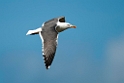 Sildemåge.20120505_0352