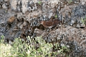Baillons Crake_DSC7367