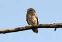 Collared Scops-owl_DSC7320