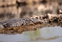 Crocodile_DSC7507