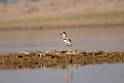 Great Thick-knee_DSC7519
