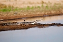 Indian gavial_DSC7403