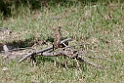 Paddyfield Pipit_DSC7338