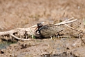 Painted Snipe_DSC7501