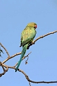 Rose-ringed Parakeet_DSC7325