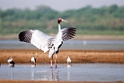 Sarus Crane_DSC7473