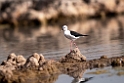 Stilt_DSC7516