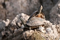 Turtles._DSC7363