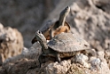 Turtles._DSC7382