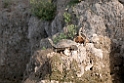 Turtles_DSC7355