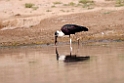 Wooly-necked Stork_DSC7541