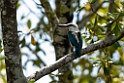 Beach Kingfisher.202309okt_0571