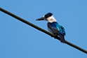 Black-and-white Kingfisher.202309okt_0865