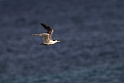 Great Crested tern.20231018-_DSC4078