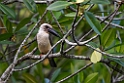 Great-billed Kingfisher.20230930-_DSC1838