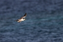Great-crested Tern.20231018-_DSC4073
