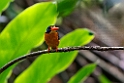 Halmahera Pygmy Kingfisher.202312okt_1303