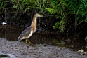 Javan Pond Heron.20231002-_DSC2333