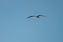 Lesser Frigatebird.20231018-_DSC3959