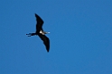 Lesser Frigatebird.20231019-_DSC4165