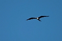 Lesser Frigatebird.20231019-_DSC4213