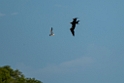 Lesser Frigatebird.20231019-_DSC4216