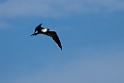 Lesser Frigatebird.20231019-_DSC4225