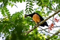 Maleo.20231003-_DSC2493 kopier