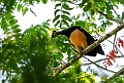 Maleo.20231003-_DSC2495