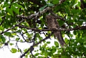 Papuan Froghmouth.20231018-_DSC3937