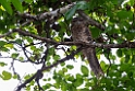 Papuan Frogmouth.20231018-_DSC3924