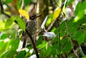 Scaly Kingfisher.20231002-_DSC2199