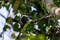 Sombre Kingfisher.202309okt_0510