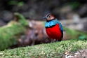 Sulawesi Pitta.20231002-_DSC2064