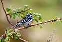 Black-and-white Warbler 20210627_0329