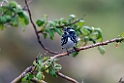 Black-and-white warbler.20210627_0328