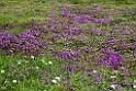 Blomster.20210703_0036