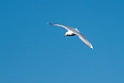 Gråmåge.20210630_0145