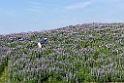 Island 2021 Thingvallavatn lupiner 02