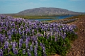 Lupiner.20210703_0054