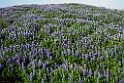 Lupiner.20210703_0058