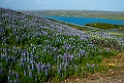 Lupiner.20210703_0059