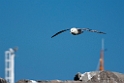 Mallemuk.20210630_0133