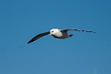 Mallemuk.20210630_0135