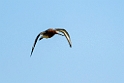 Stor kobbersneppe.20210630_0164