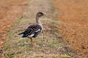 Bean Goose20170218_DSC8469