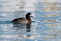 Bjergand20170209_DSC7229